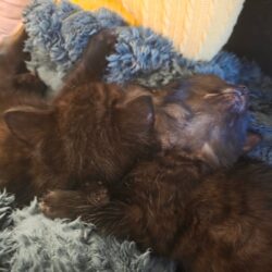 Katzen Pixel & Byte gemeinsam abzugeben, verträglich und verspielt