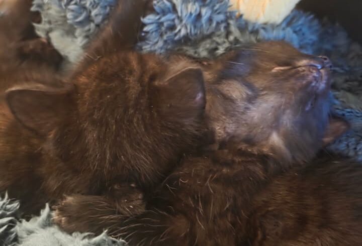 Katzen Pixel & Byte gemeinsam abzugeben, verträglich und verspielt Katzen Pixel & Byte gemeinsam abzugeben, verträglich und verspielt