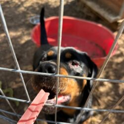 Hunde und Katzen auf Kreta danken für Leckerchen