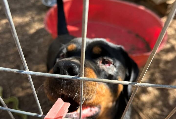 Hunde und Katzen auf Kreta danken für Leckerchen Hunde und Katzen auf Kreta danken für Leckerchen
