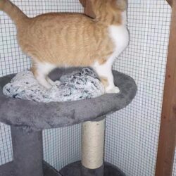 Kater Alfred sucht Zuhause mit Möglichkeit zum Freigang