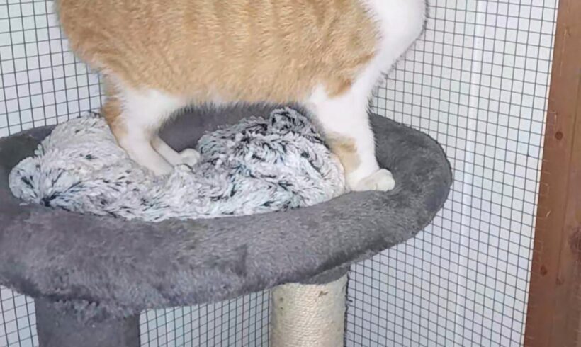 Kater Alfred sucht Zuhause mit Möglichkeit zum Freigang Kater Alfred sucht Zuhause mit Möglichkeit zum Freigang