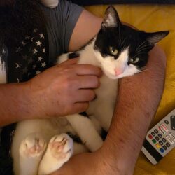 Katze Ellie sucht Einzelplatz mit Balkon oder ruhigem Freigang Katze Ellie sucht Einzelplatz mit Balkon oder ruhigem Freigang