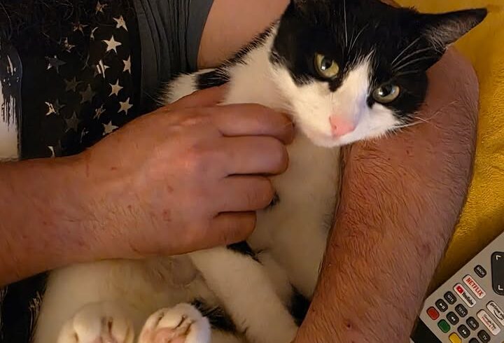 Katze Ellie sucht Einzelplatz mit Balkon oder ruhigem Freigang Katze Ellie sucht Einzelplatz mit Balkon oder ruhigem Freigang