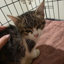 Kater Ossi frisch angekommen, noch nicht zur Vermittlung