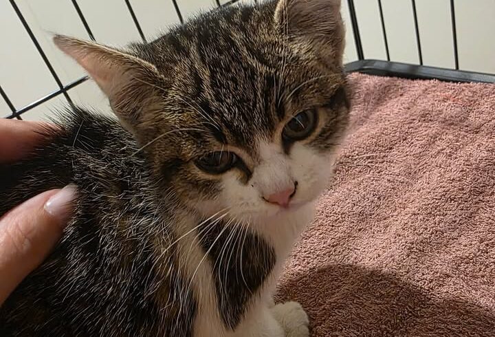 Kater Ossi frisch angekommen, noch nicht zur Vermittlung Kater Ossi frisch angekommen, noch nicht zur Vermittlung