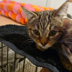 Katze Lyn braucht Zeit zum Vertrauen finden