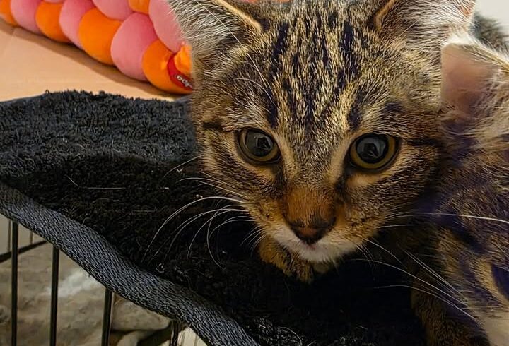 Katze Lyn braucht Zeit zum Vertrauen finden Katze Lyn braucht Zeit zum Vertrauen finden