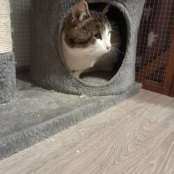 Kater Carlo sucht Zuhause mit Freigang