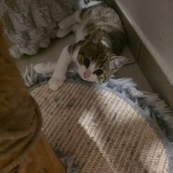 Feya, schüchterne Katze, momentan nicht vermittelbar