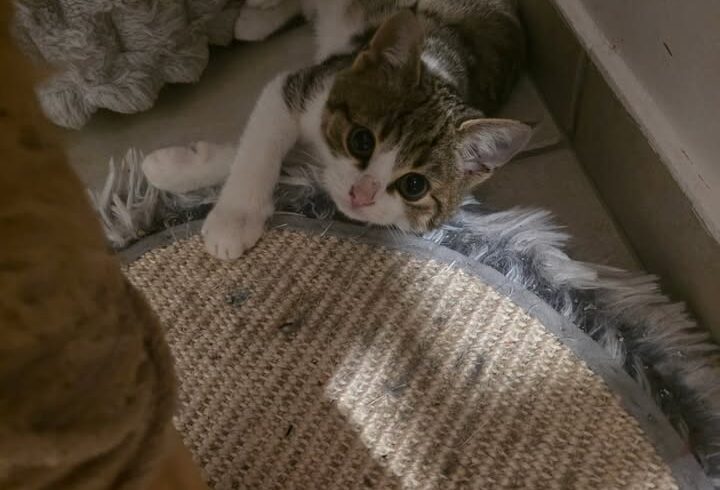 Feya, schüchterne Katze, momentan nicht vermittelbar Feya, schüchterne Katze, momentan nicht vermittelbar