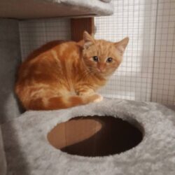 Katze Jamie sucht Zuhause, gern mit Katzenkumpel/kumpeline