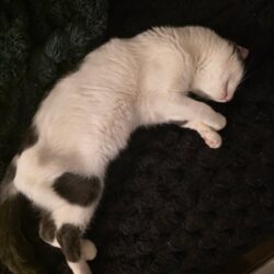 Kater Balou – sanft und anhänglich, bald zur Vermittlung