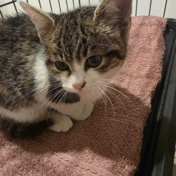 Drei August-Katzenbaby-Paare oder zu gleichaltriger Katze suchen Zuhause