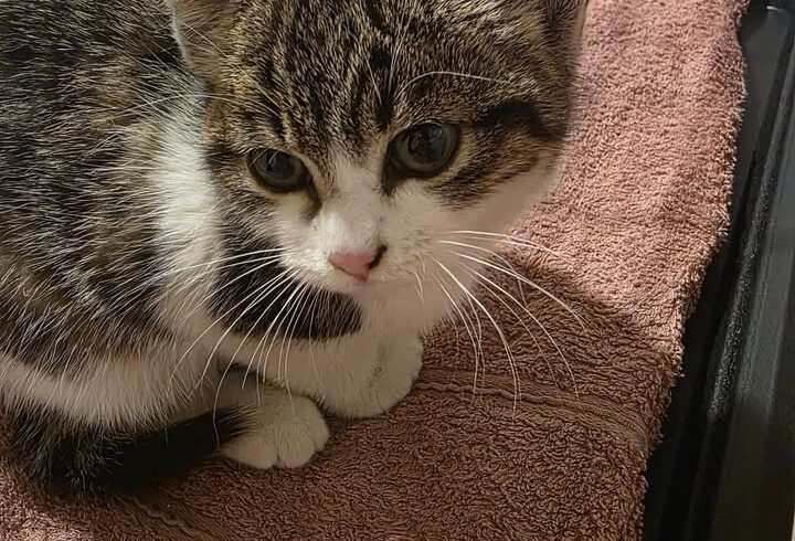 Drei August-Katzenbaby-Paare oder zu gleichaltriger Katze suchen Zuhause Drei August-Katzenbaby-Paare oder zu gleichaltriger Katze suchen Zuhause