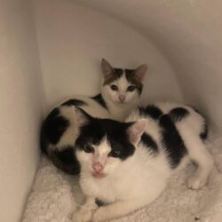 Katzen Harriet & Edgar suchen gemeinsames Zuhause