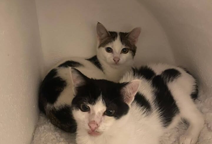 Katzen Harriet & Edgar suchen gemeinsames Zuhause Katzen Harriet & Edgar suchen gemeinsames Zuhause