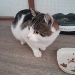 Fundkater Carlo aus Kolsassberg sucht Besitzer