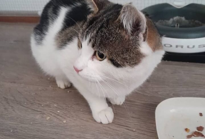 Fundkater Carlo aus Kolsassberg sucht Besitzer Fundkater Carlo aus Kolsassberg sucht Besitzer
