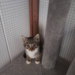 Katze Simba sucht Zuhause mit gleichaltrigem Spielgefährten