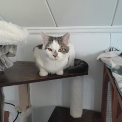 Sieben Katzen suchen ein Zuhause im Tiroler Unterland