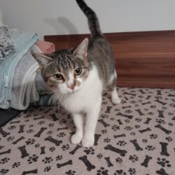 Katze Milly sucht ein Zuhause mit Freigang