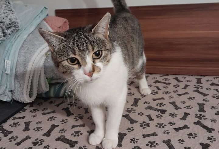 Katze Milly sucht ein Zuhause mit Freigang