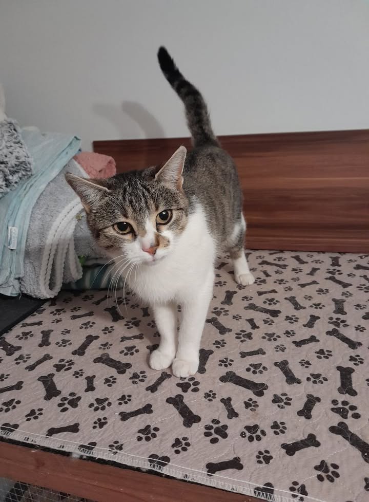 Katze Milly sucht ein Zuhause mit Freigang Katze Milly sucht ein Zuhause mit Freigang