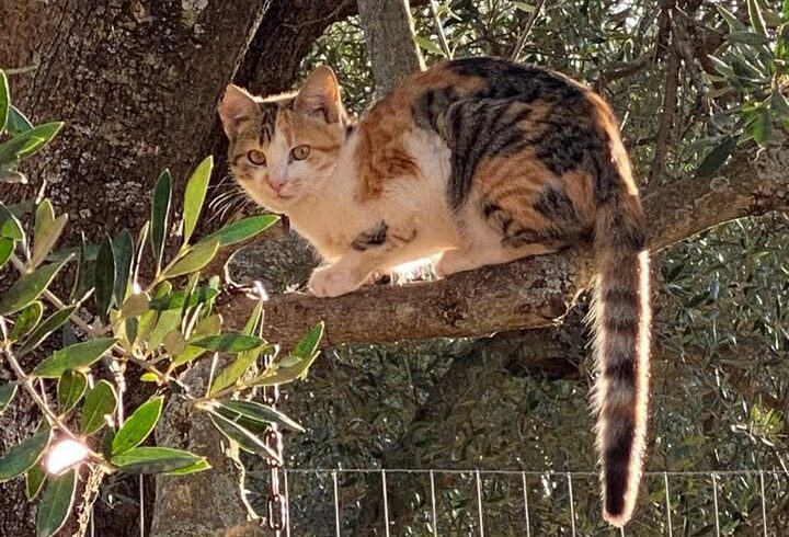 Patenschaft für Katze Anastasia gesucht