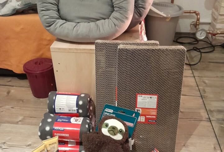 Dank an Pflegestelle Schwoich für Kätzchen-Sachen