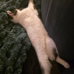 Katze Balou sucht Zuhause mit ruhigem Katzenkumpel