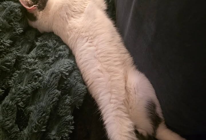 Katze Balou sucht Zuhause mit ruhigem Katzenkumpel