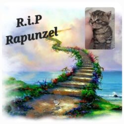 Abschied von Rapunzel, unvergessener kleiner Stern