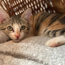 Patenschaft für Katze Assina auf Kreta gesucht