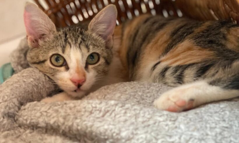 Patenschaft für Katze Assina auf Kreta gesucht