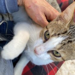 Kater Ayaz sucht Patenschaft für seinen Weg