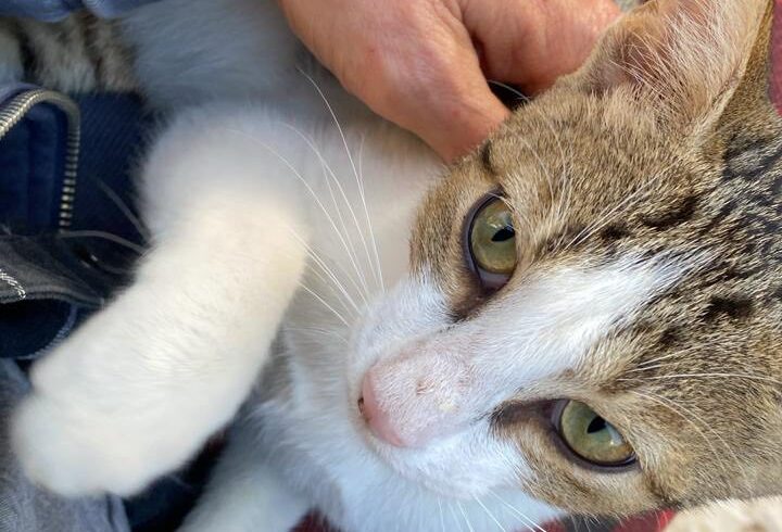 Kater Ayaz sucht Patenschaft für seinen Weg