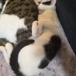 Katze Harriet sucht Zuhause mit gleichaltrigem Katzenkumpel