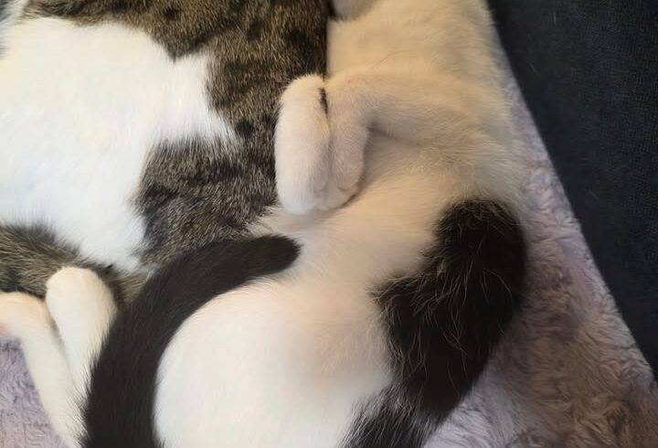 Katze Harriet sucht Zuhause mit gleichaltrigem Katzenkumpel