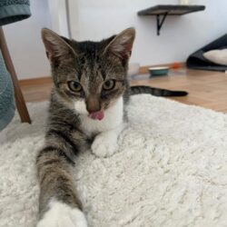 Kater Mali sucht Zuhause zu gleichaltriger Katze und Freigang