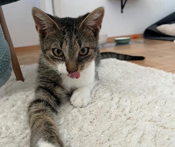 Kater Mali sucht Zuhause zu gleichaltriger Katze und Freigang