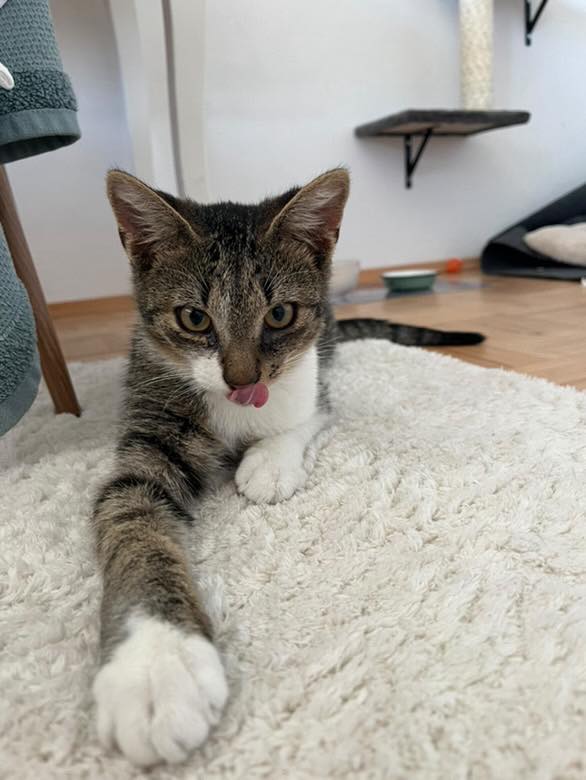 Kater Mali sucht Zuhause zu gleichaltriger Katze und Freigang Kater Mali sucht Zuhause zu gleichaltriger Katze und Freigang