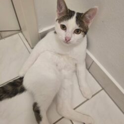 Kater Edgar sucht Zuhause mit gleichaltrigem Katzenkumpel