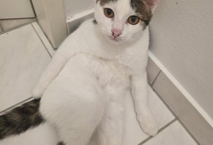 Kater Edgar sucht Zuhause mit gleichaltrigem Katzenkumpel