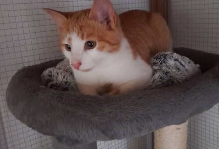 Katze Alfred sucht Zuhause mit Freigang und Katzenpartnern