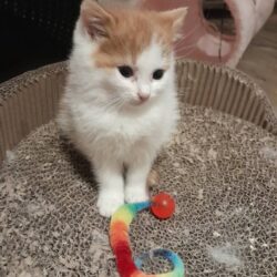 Vermittlung Kairo und Athena durch Tierschutz Libelle