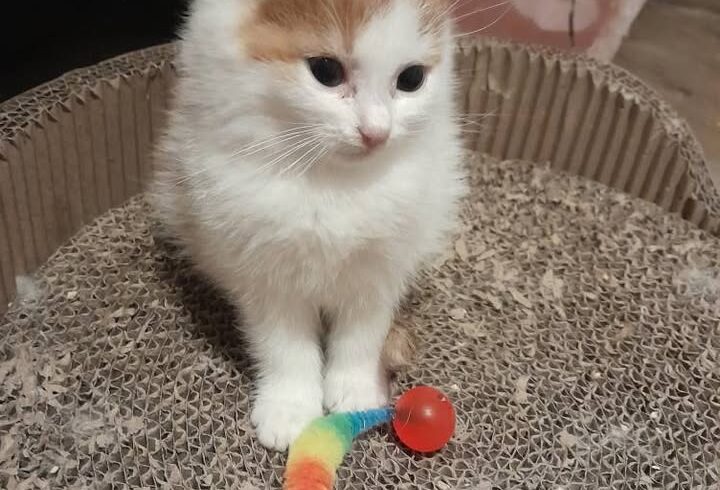 Vermittlung Kairo und Athena durch Tierschutz Libelle