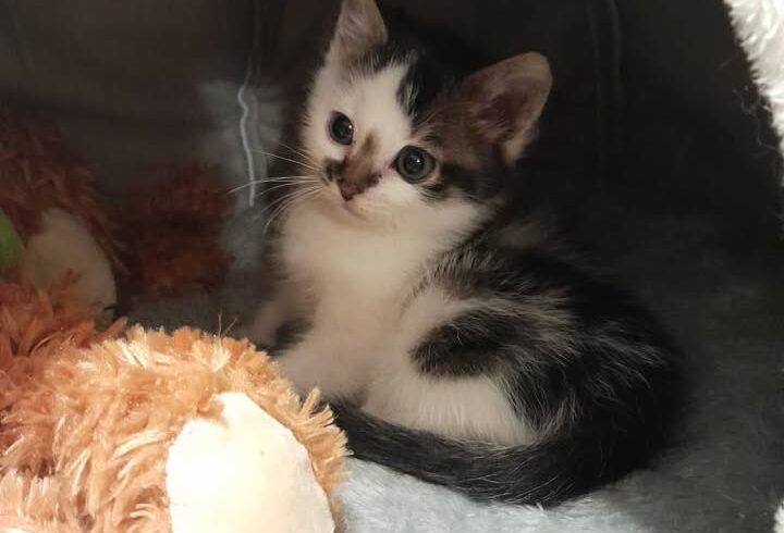 Katzenbrüder Maximus und Pascal, Vermittlung durch Tierschutz Libelle