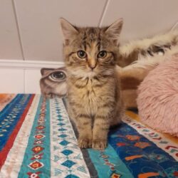 Katze Amira, ängstlich und kuschelnd, Vermittlung
