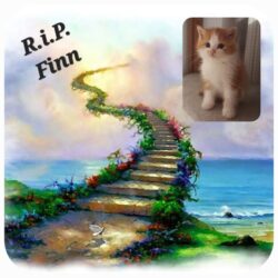 Abschied von Finn – ein besonderer Begleiter